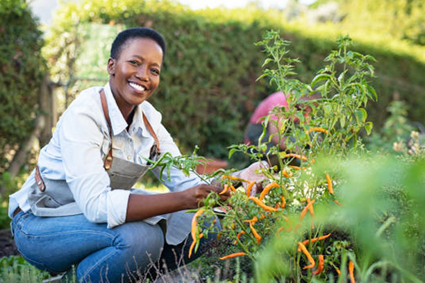 Portrait of mature woman picking vegetable from backyard garden. Cheerful black woman taking care of her plants in vegetable garden while looking at camera. Proud african american farmer harvesting vegetables in a basket.